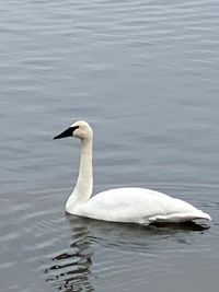 Swan swimming in lake