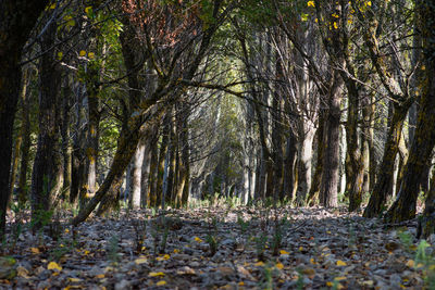 Road amidst trees in forest