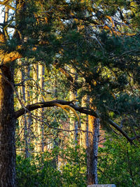 Trees in forest