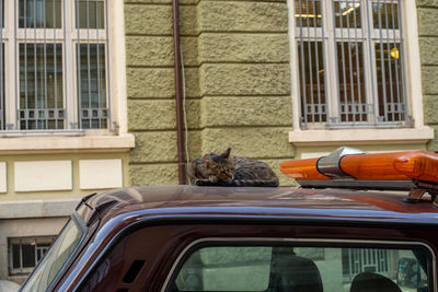 View of a cat looking through window