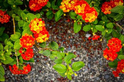 Close-up of orange flowers blooming outdoors