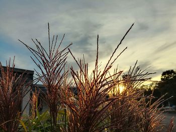 Close-up of grass on field against sky
