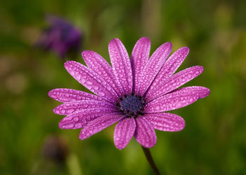 Close-up of raindrops on pink flower