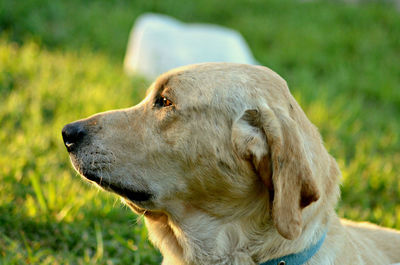 Close-up of goat on grass