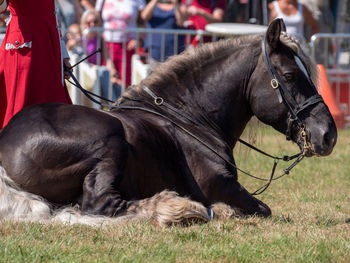 Horses in grass