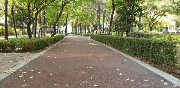 Empty road along trees in park