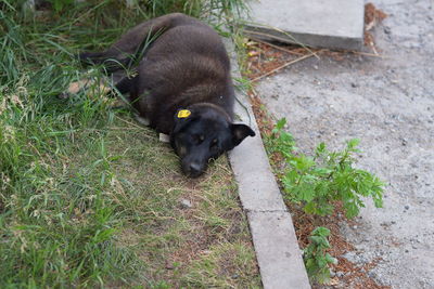 Portrait of puppy on grass