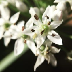 Close-up of white flowers