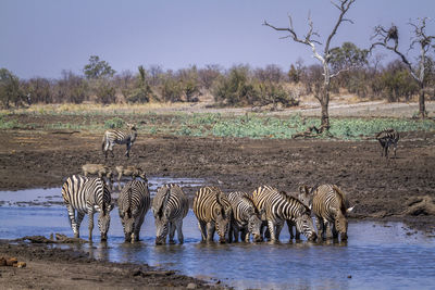 Zebras drinking water from lake