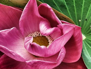 Close-up of pink flowers