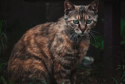 Portrait of cat sitting outdoors