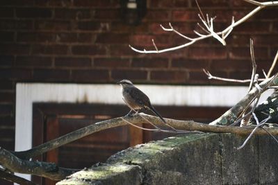 Close-up of bird perching on wall