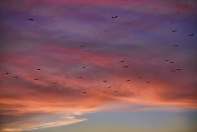 Low angle view of silhouette birds flying against sky during sunset