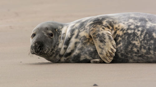 Close-up of animal lying on beach