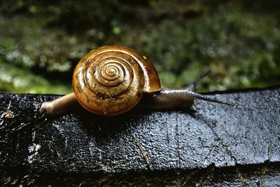 Close-up of snail