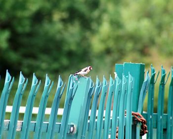 Bird on a fence