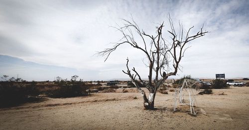 Bare tree on field against sky