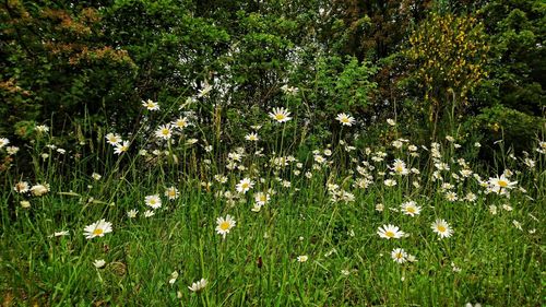 Flowers in meadow