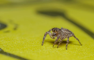 Close-up of spider