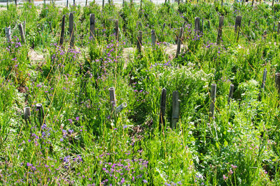 Purple flowering plants on field