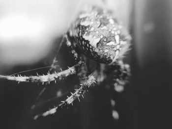 Macro shot of spider