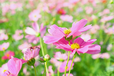 Close-up of insect on pink flower