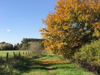 Trees growing on field against blue sky