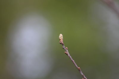 Close-up of flower bud