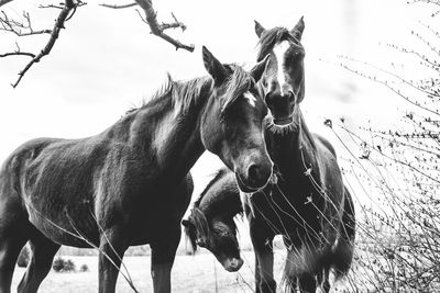 Horses standing in farm