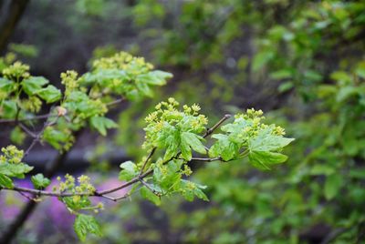 Close-up of purple flowering plant leaves