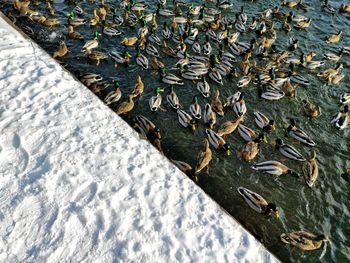 High angle view of crocodile in lake during winter