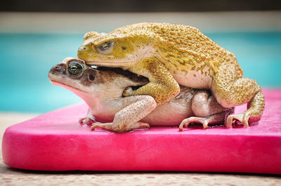 Two large frogs, one on top of the other, are on top of a pool board.