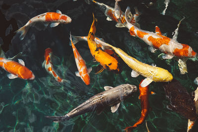 High angle view of koi carps swimming in sea