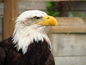 Close-up of a bird