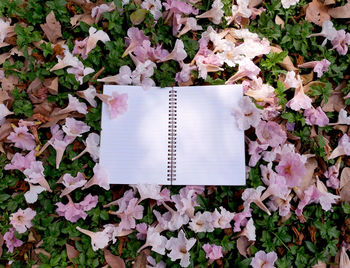 High angle view of white flowering plants on paper