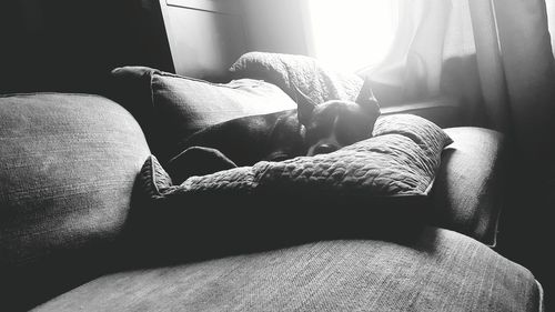 Close-up of dog resting