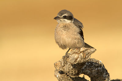 Close-up of bird perching on rock