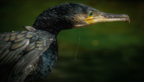 Close-up of eagle