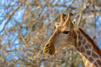 Close-up of giraffe