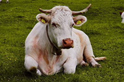 Portrait of cow relaxing on field