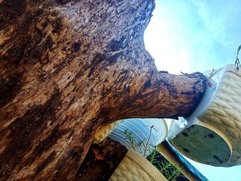 Close-up of tree trunk against blue sky