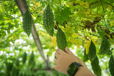 Low angle view of plant