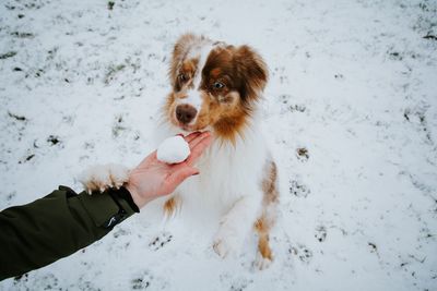 Dog holding hand