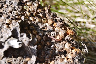 Close-up of insect on ground