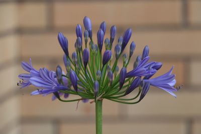 Close-up of purple flowering plant