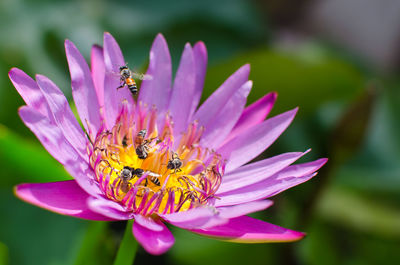 Close-up of bee on flower