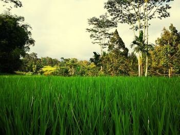 Scenic view of wheat field against sky