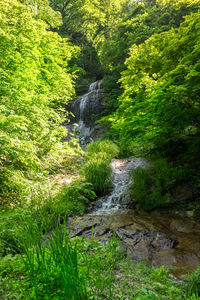 Stream flowing through rocks in forest