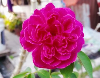 Close-up of pink rose