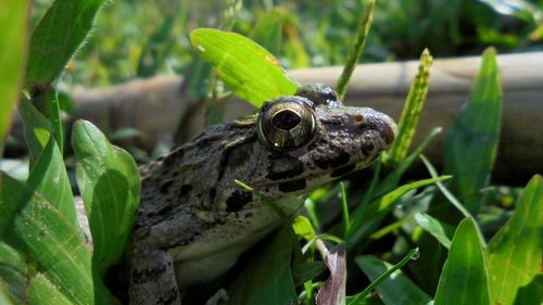 Close-up of frog on plant